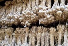 ၸဝ်ႈသူၼ်ၽၵ်းမီႇႁေႃ မိူင်းပၼ်ႇ – မိူင်းတူၼ် ႁူပ်ႉတၢင်းယၢပ်ႇ ယွၼ်ႉၶၼ်မီႇႁေႃတူၵ်း