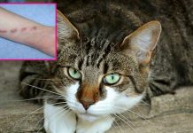 ၾၢႆႇပၢႆးယူႇလီမိူင်းထႆးၾၢင်ႉ ၵူၼ်းၸၢင်ႈၸပ်းတၢင်းပဵၼ်တီႈ မႃ ၊ မႅဝ်း