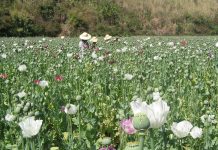 သူၼ်ယႃႈၾိၼ်ႇ