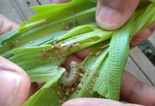 မူင်ႈႁူဝ်လၢႆး (မူင်ႈမႅင်း)