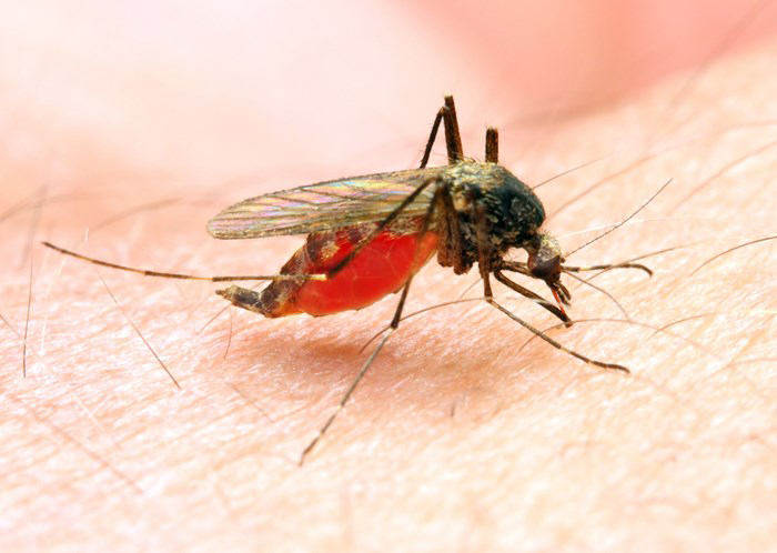 malaria