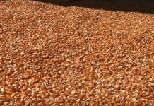 ၶဝ်ႈၵၢပ်ႇ