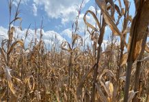 သူၼ်ၶဝ်ႈၵၢပ်ႇ ၼမ်ႉၸၢင်