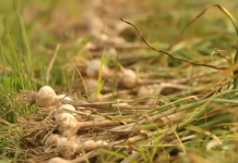 ၽၵ်းမီႇႁေႃ