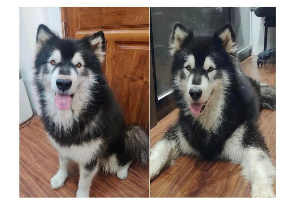 မႃလဵင်ႉတၢင်းႁၢင်ႈလီ ၼႂ်းႁိူၼ်း