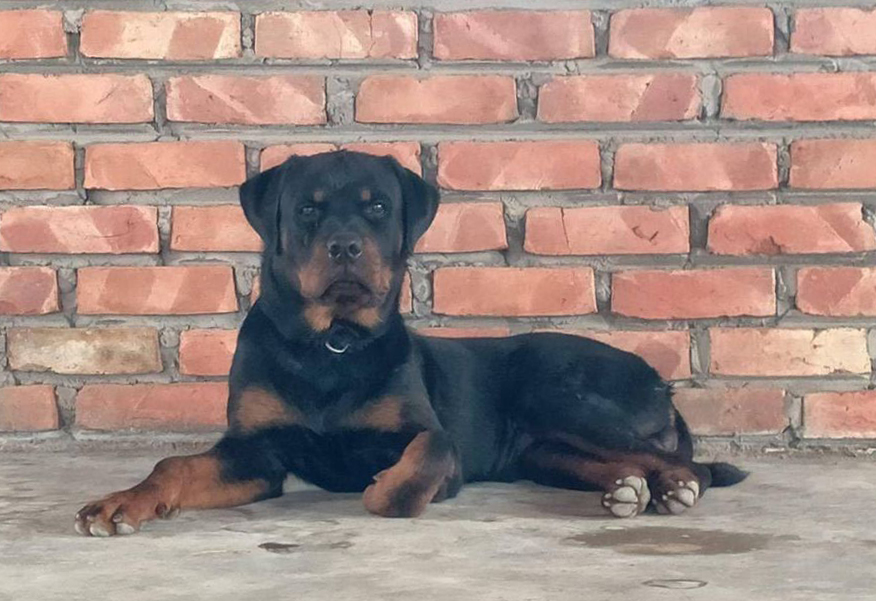 မႃလဵင်ႉတၢင်းႁၢင်ႈလီ ၼႂ်းႁိူၼ်း 