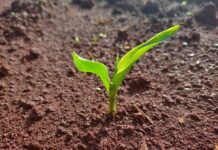 တူၼ်ႈၶဝ်ႈၵၢပ်ႇ