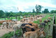 ၽုင်ဝူဝ်း တီႈဝဵင်းလၢႆးၶႃႈ