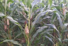 ၼူၶူပ်းၶဝ်ႈၵၢပ်ႇ ၵူၼ်းမိူင်းၼမ်ႉလၼ်ႈ မႆႈၸႂ်ၵူဝ်သုမ်းတိုၼ်းလၢင်း