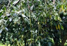 ပီၼႆႉ မၢၵ်ႇထေႃးပၢတ်ႈၶႆၼိူၺ်း ဢမ်ႇပေႃးၶႅမ်ႉ ဢမ်ႇမီးၵႃႈၶၼ် ၸဝ်ႈသူၼ်ယၢပ်ႇၽိုတ်ႇ