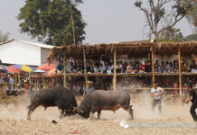 ၼႂ်းၼႃႈလိၼ်ၶိုၵ်ႉတွၼ်း မၢႆ (4) မိူင်းလႃး တေၸတ်းပွႆးၵႂၢႆးတေႃး ပွႆးၵႂၢႆးတေႃး