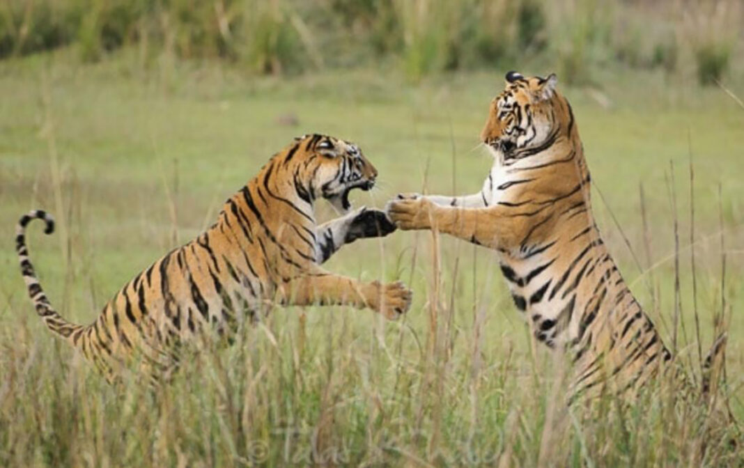 ႁၢင်ႈသိူဝ်