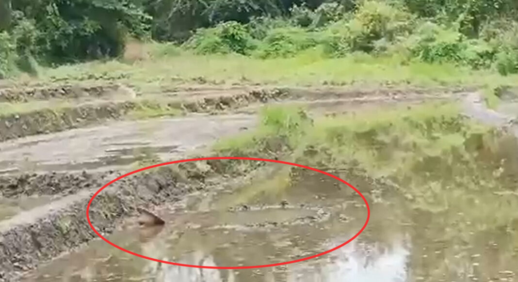 ဢွင်ႈတီႈမၢၵ်ႇမႅင်းတႅၵ်ႇ ၼႂ်းတူင်ႈၼႃး