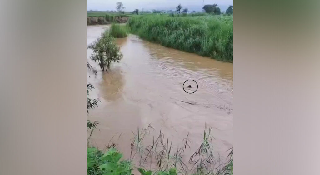 ၵူၼ်းသူႇသမ်းယႃႈမဝ်းၵမ် ၶၢမ်ႈၼမ်ႉပေႃႈ