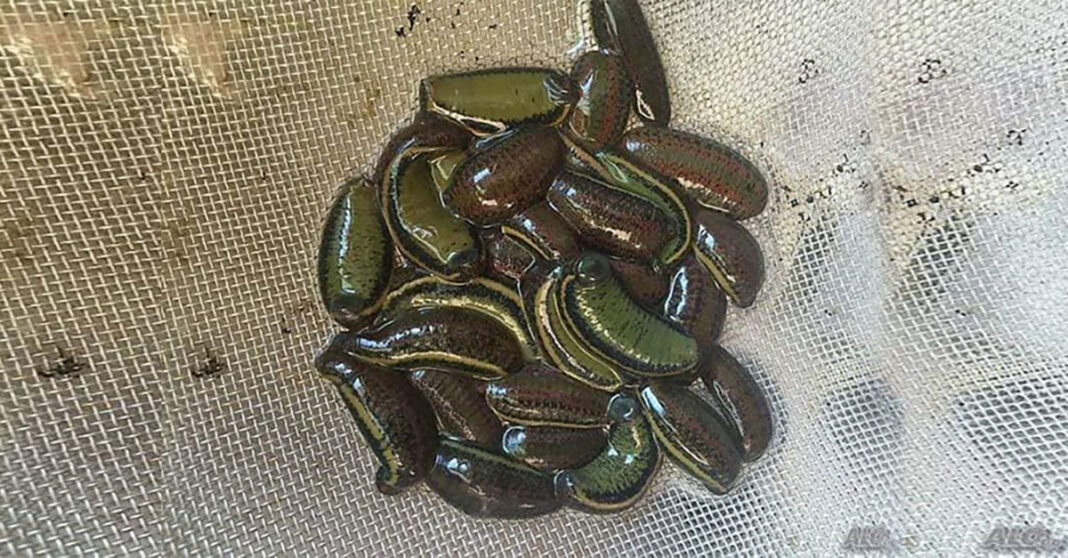 ပိင် ပိင်