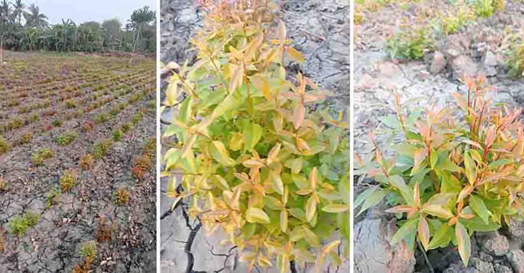 တူၼ်ႈမွၵ်ႇသပေႇ တူၼ်ႈမွၵ်ႇသပေႇ