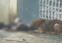 မႃၶူပ်းၵိၼ်ၼိူဝ်ႉၵူၼ်း