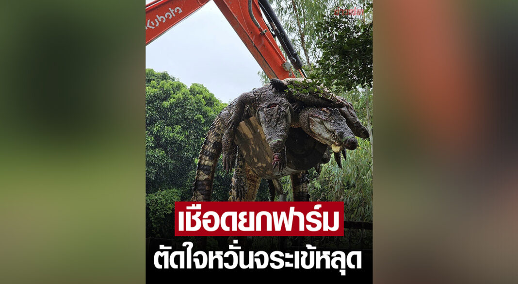 Crocodile In Thai Crocodile In Thai