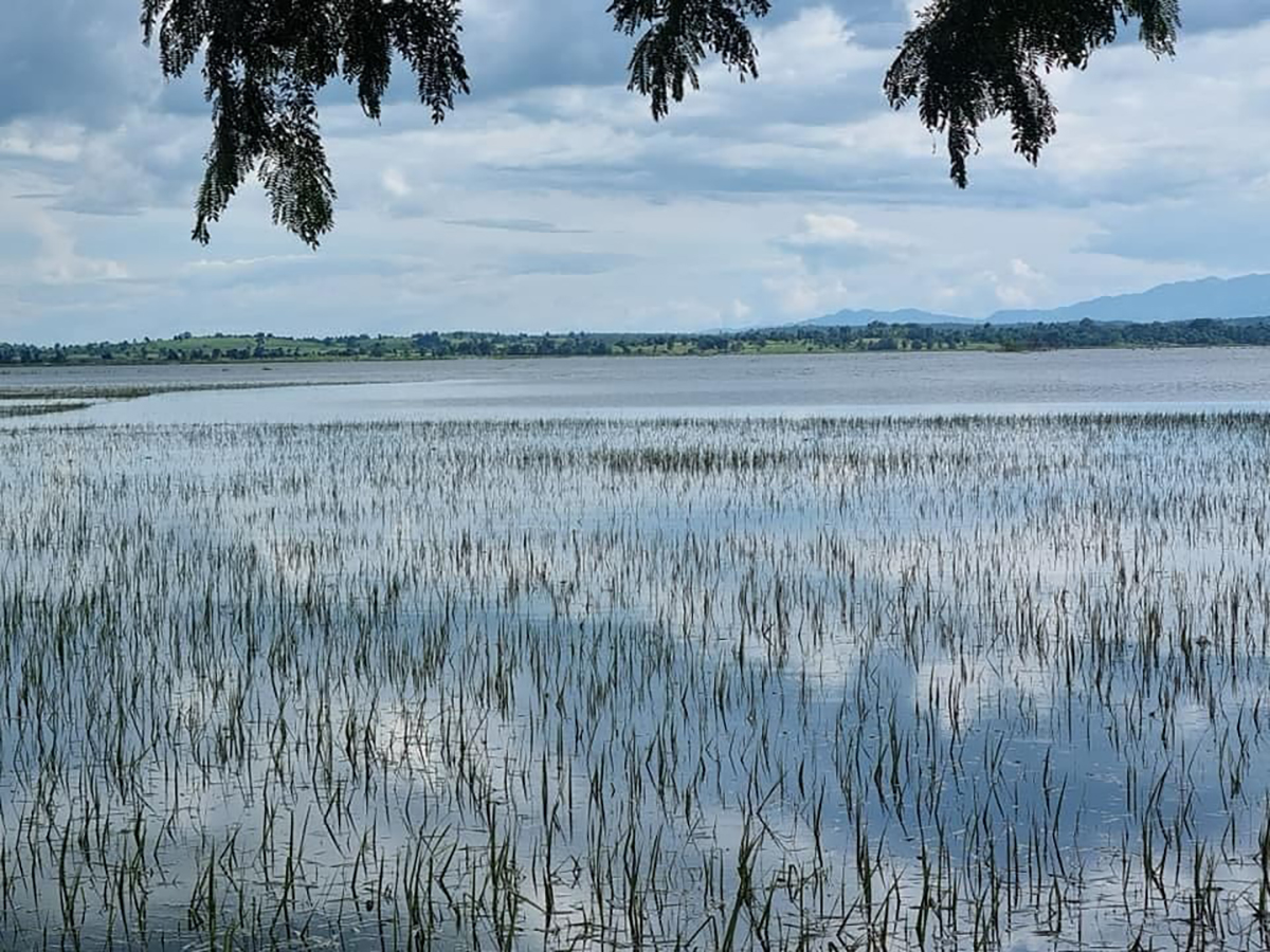 ပေႃးၸဝ်ႈသူၼ် ဢမ်ႇတႅၼ်းၼီႈၵဝ်ႇ သိုၵ်းမၢၼ်ႈဝႃႈ တေဢမ်ႇပၼ်ၵူႈငိုၼ်းမႂ်ႇ