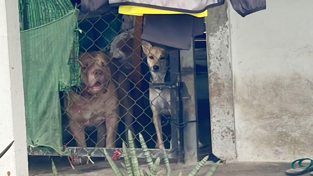 မႃလူင် မႃလူင်