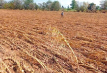 ၼမ်ႉထူမ်ႈသူၼ်ၶဝ်ႈၵၢပ်ႇ လူႉသုမ်းၼမ် ၼႂ်းၸႄႈဝဵင်းၼမ်ႉၸၢင် သူၼ်ၶဝ်ႈၵၢပ်ႇ