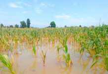 သူၼ်ၶဝ်ႈၵၢပ်ႇ