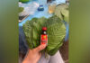 Kratom
