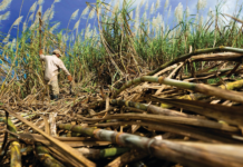 ၵူၼ်းမိူင်းႁိပ်ႈဢဝ်ဢွႆႈ ၽွင်းသဵင်ၵွင်ႈယဵၼ်