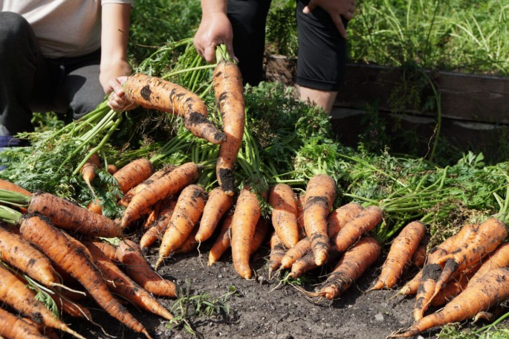 carrot-harvest