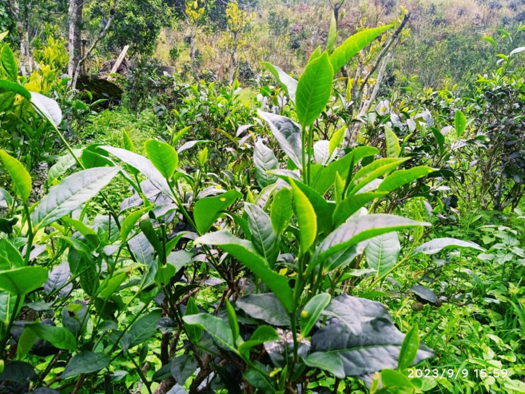 Yangan tea Yangan tea