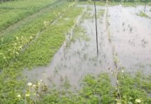 ၵၢၼ်ၽုၵ်ႇသွမ်ႈၼႂ်းၼွင်ႁၢႆးယႃႈဢမ်ႇပဵၼ်ၵၢၼ် ၵူၼ်းမိူင်းၵိၼ်းၸႂ်တႃႇတႅၼ်းၼီႈ