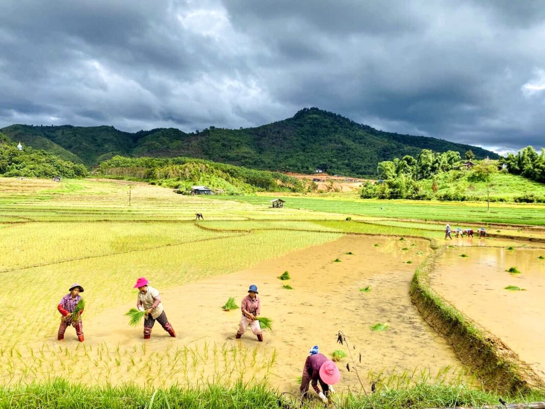 Paddy Field at Man Hio