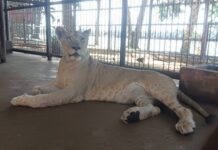 သၢင်ႇသီႈမႄႈ ၸိူၵ်ႈၶၢတ်ႇသေလမ်းၶူပ်းလုၵ်ႈဢွၼ်ႇမၢတ်ႇၸဵပ်းၵေႃႉၼိုင်ႈ