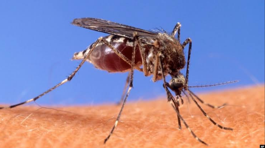 Dengue Fever