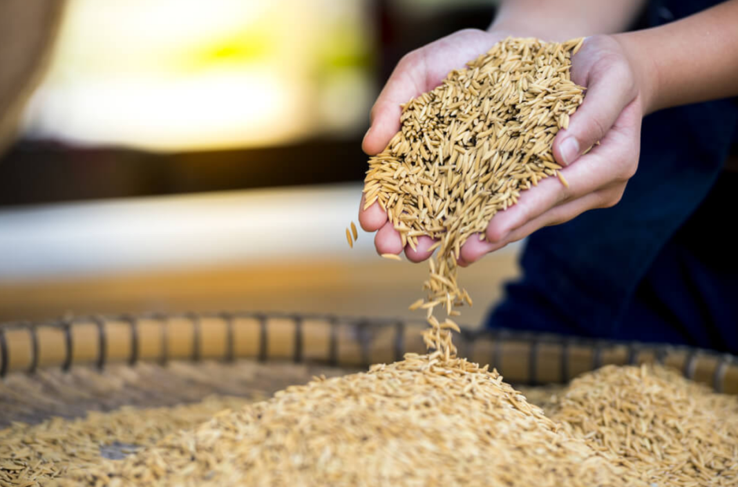 Rice seed
