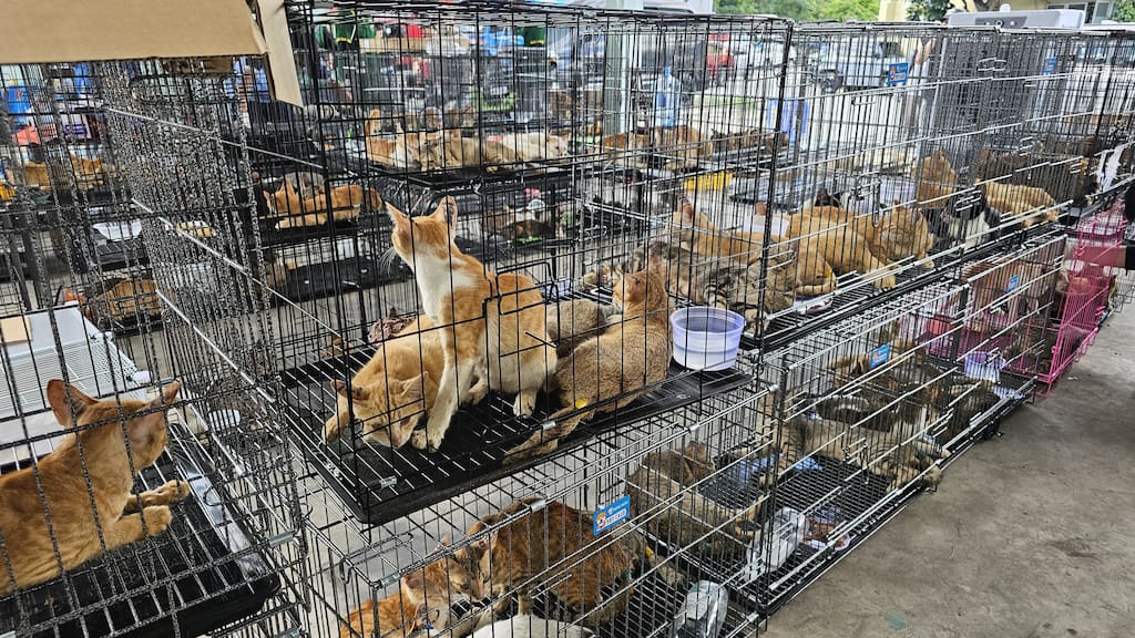 Vietnam-cats
