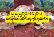 ၾႃႉၽႃႇၾုင်ဝူဝ်းတၢႆတီႈၶူဝ်လမ် ၸဝ်ႈဝူဝ်းယၢပ်ႇၽိုတ်ႇတႃႇလူင်းတိုၼ်းထႅင်ႈ