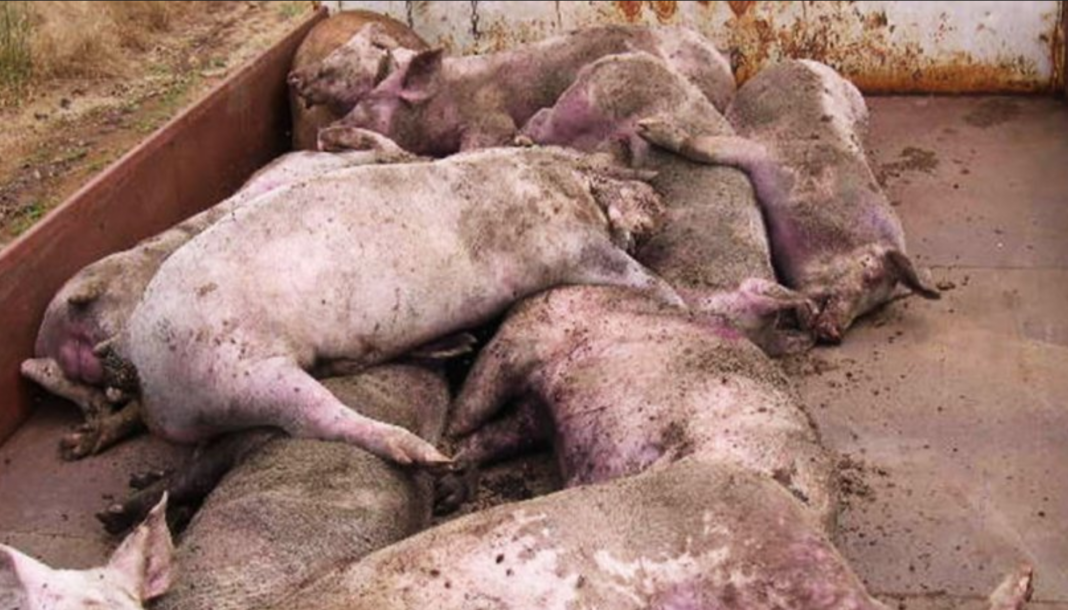 Pig Died at Innlay